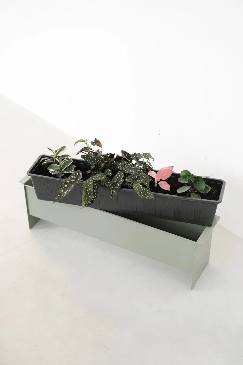 PLANT box