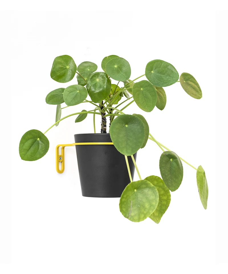 PLANTY rings (Edition) Yellow