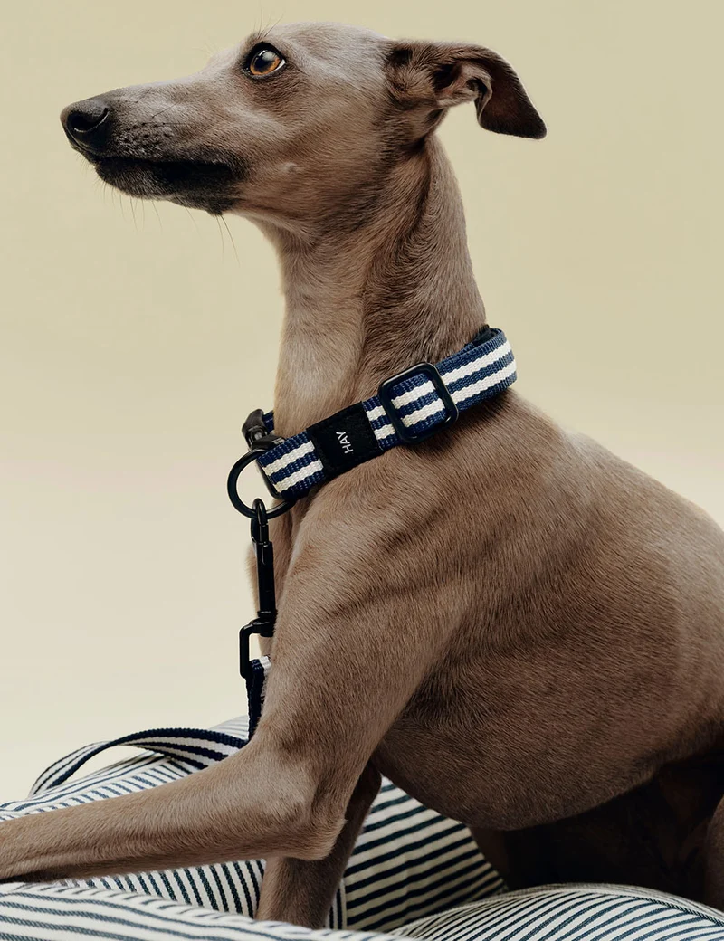 Collar perro S/M HAY Dogs