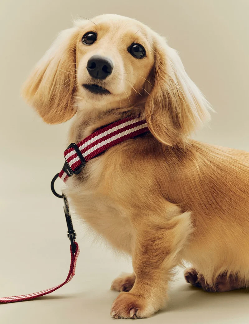 Collar perro S/M HAY Dogs