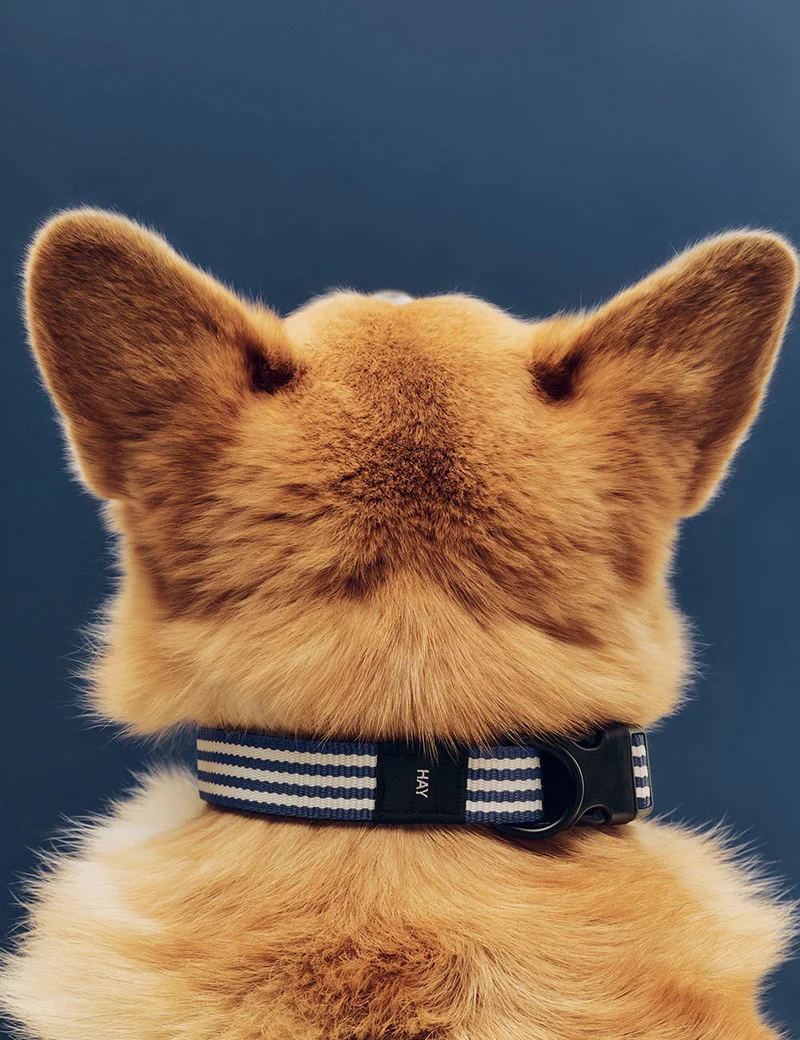 Collar perro M/L HAY Dogs