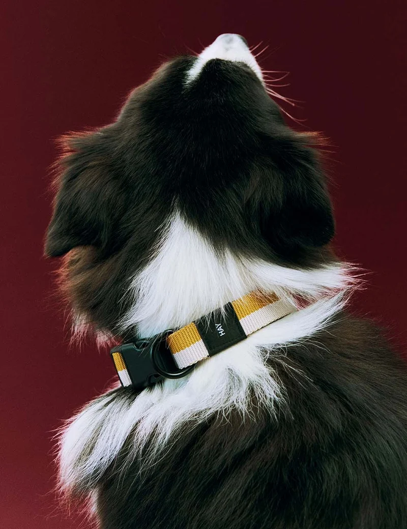 Collar perro HAY Dogs S