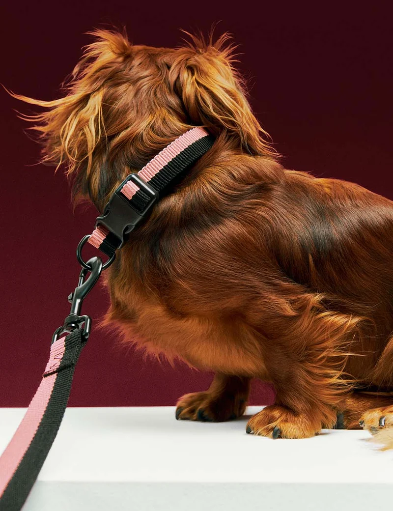 Collar perro HAY Dogs L