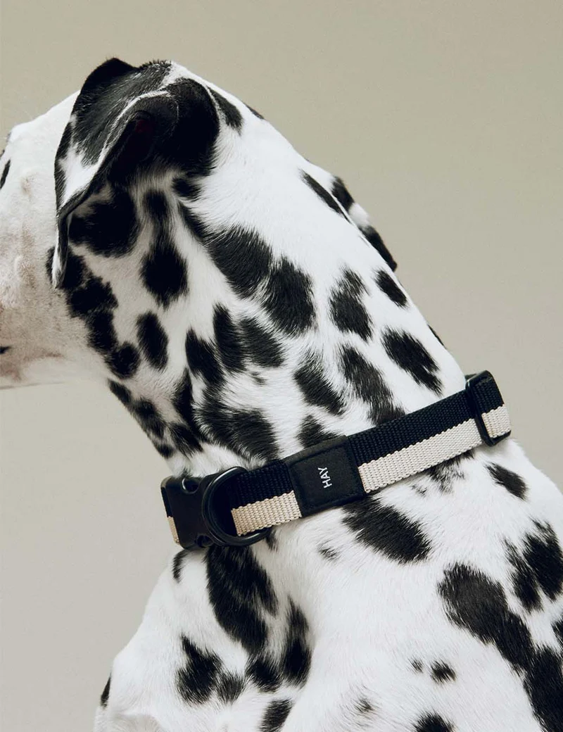 Collar perro HAY Dogs L