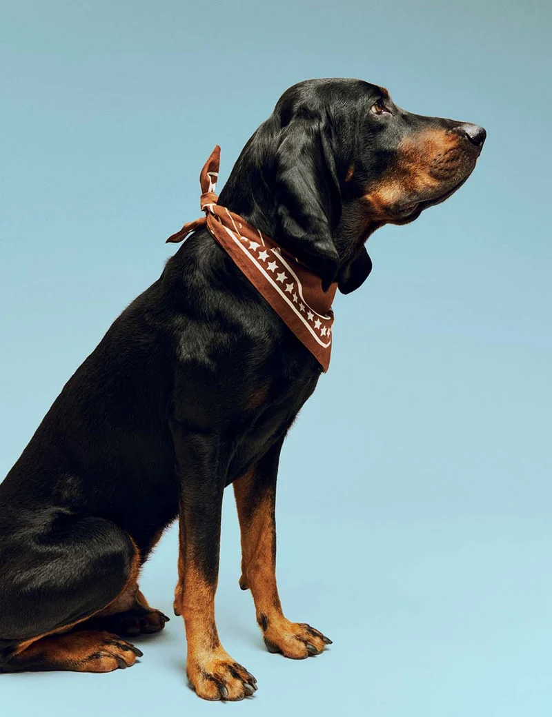 Bandana perro HAY Dogs