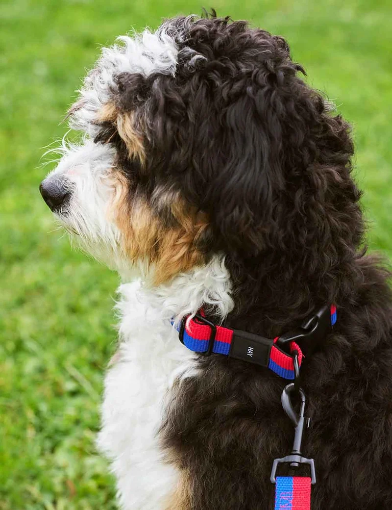 Collar perro HAY Dogs L