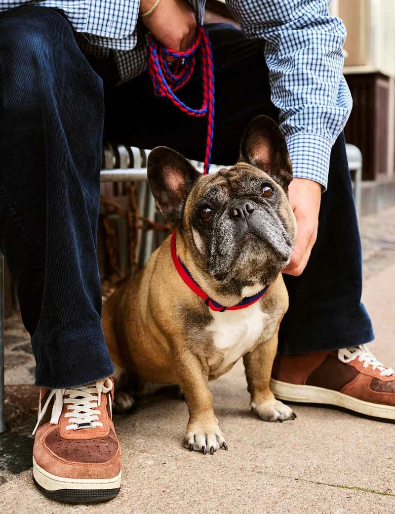 Collar perro HAY Dogs L